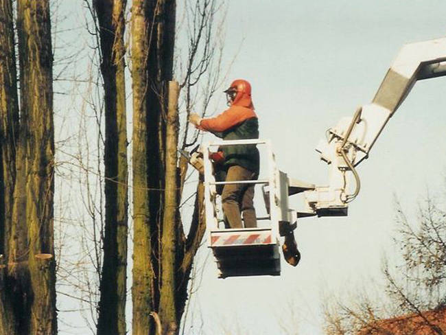Baumpflege und Gehölzschnitt Bild 1