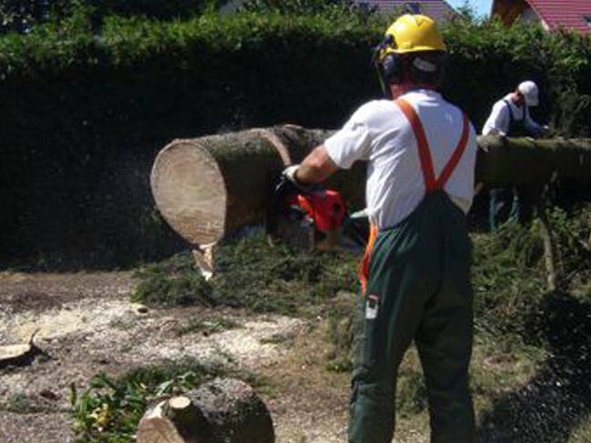 Baumpflege und Gehölzschnitt Bild 4