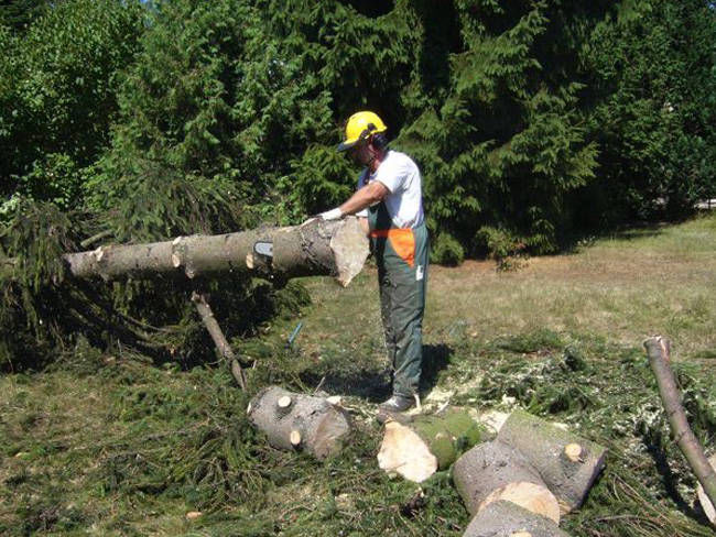 Baumpflege und Gehölzschnitt Bild 5